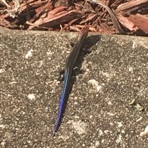 Meet your Posher, Ciara